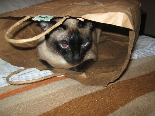 №126, Михаил Пигин, Няндома №126, Михаил Пигин, Няндома