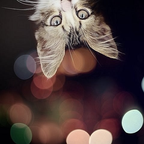 Светлана Чечаничева | Кириллов