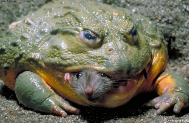 №39, Дмитрий Воронин, 41 год, Сестрорецк №39, Дмитрий Воронин, 41 год, Сестрорецк