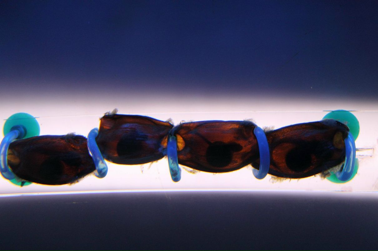 Иван Литовченко | Санкт-Петербург