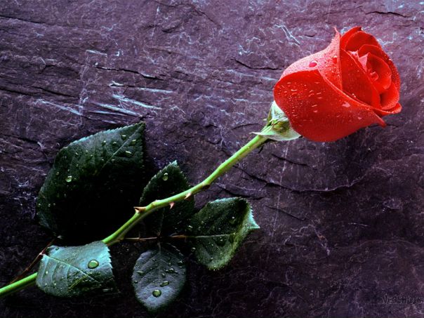 №21, Наталья Роропу, Одесса №21, Наталья Роропу, Одесса
