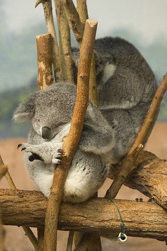 Анастасийа Шорикова | Санкт-Петербург