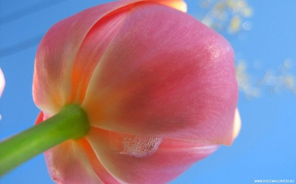 Юлія Халаджи | Львов