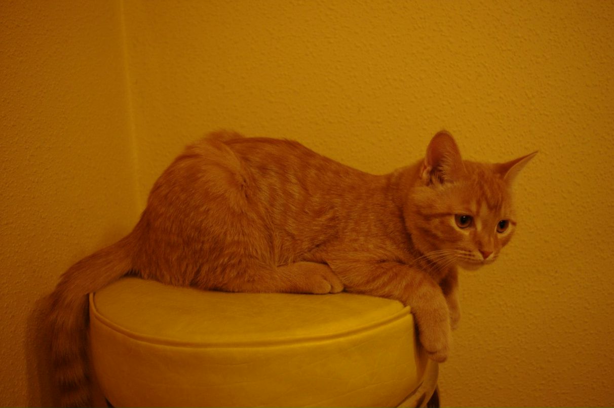 Лена Артёмова | 