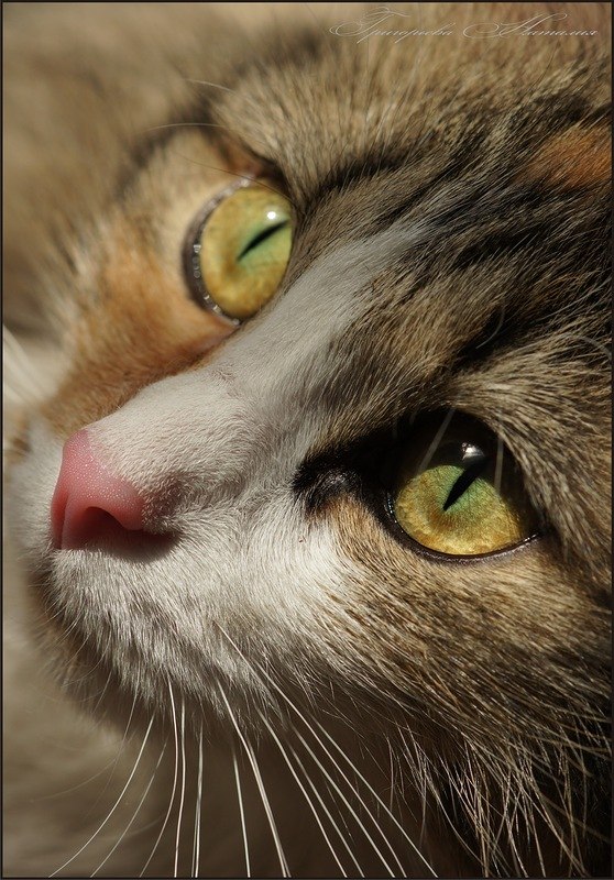 Sveta Zhivotvoreva | Ижевск