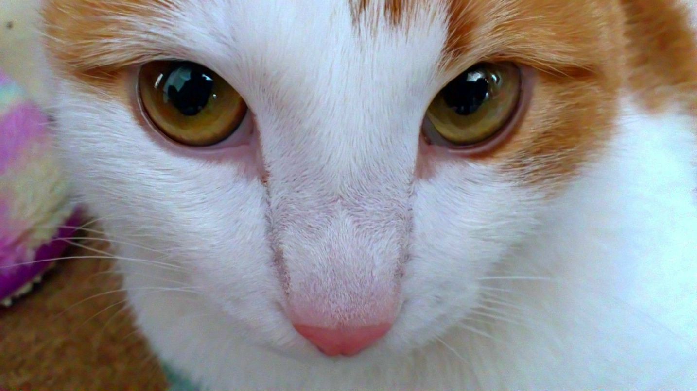 Dimas Fok | Москва