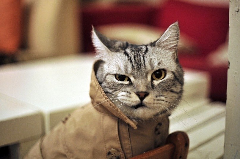 Марк Тонышев | Санкт-Петербург