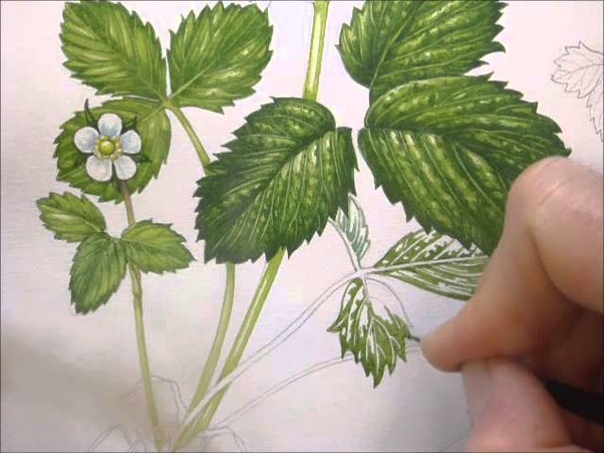 Botanical Illustration of a Wild Strawberry by Lizzie