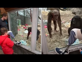 Chimpanzees Are Shocked By A Man's Prosthetic Leg And Calling Their Friends To See It!