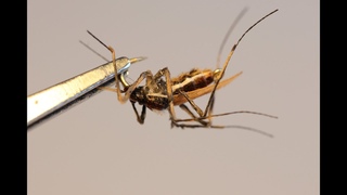 Mosquito realistic flytying.