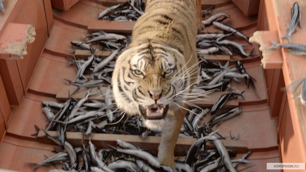Алексей Костюков | Санкт-Петербург