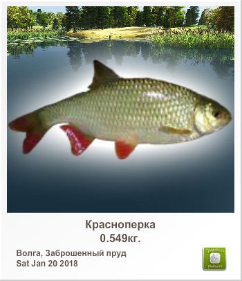 Дима Гордеев | Михайловка