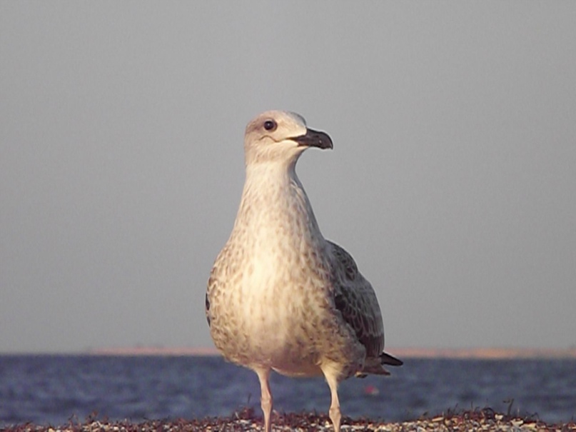 Дмитрий Кулаков | Херсон