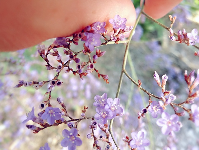 Елена Елецкая |