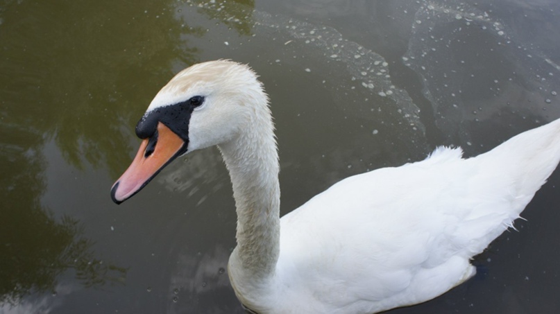 Александр Белков | Ярославль