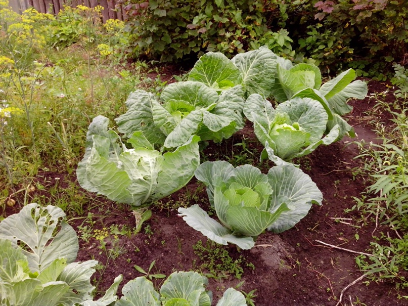 Иван Григорьев | Максатиха