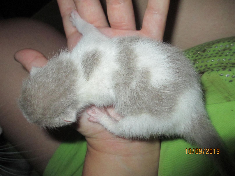 Алёна Гурова | Тольятти