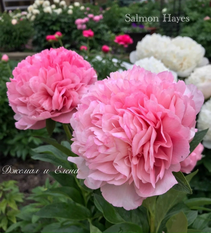 Елена Новичкова | Миллерово