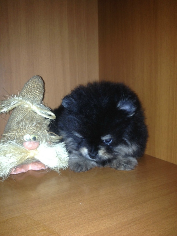 Татьяна Сысоева | Новокузнецк