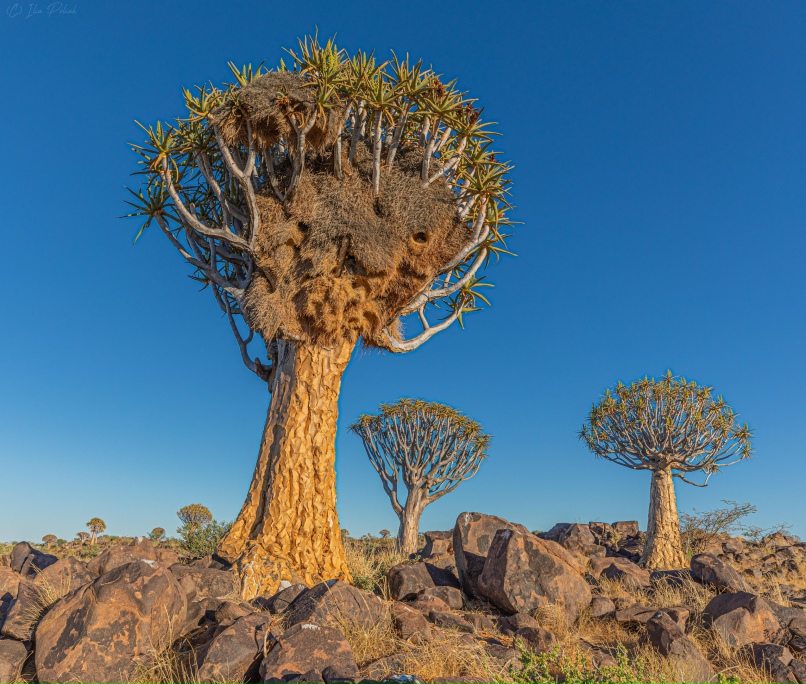 Илья Поляк | Санкт-Петербург