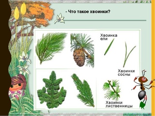 Как расположены хвоинки у ели - Вопросы и ответы