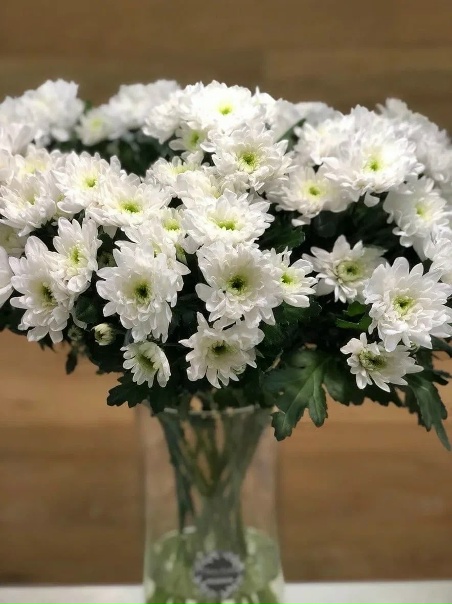 Купить Хризантема кустовая 00-00000168 по лучшей цене с доставкой