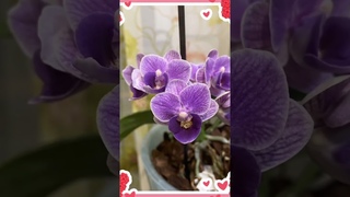Оптинский Цветник. #цитаты#шикарныеОрхидеи#Благодарим за фото, самых красивых орхидей в мире!!!