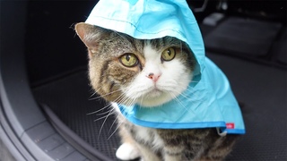 -Maru takes a walk in a raincoat 4.-