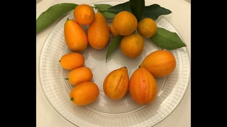 Кumquats Кумкваты