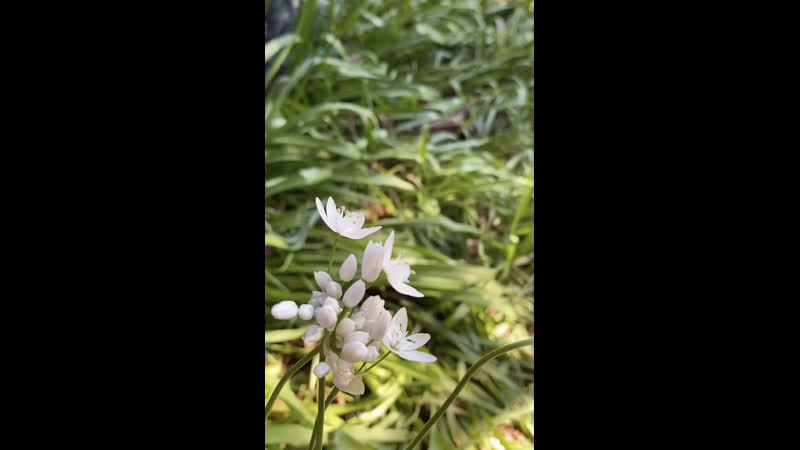 Видео от Ани