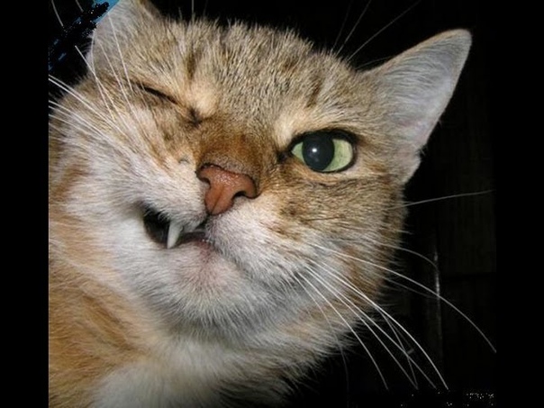 Кошачья Шалость, Naughty Kitty A: