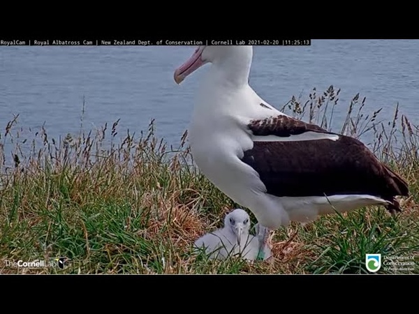 Mealtime For The Royal Albatross Chick, DOC, Cornell Lab Feb. 20,