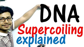 DNA supercoiling explained