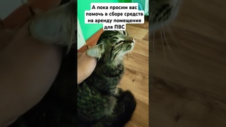Необходимо оплатить аренду помещения под ПВС #котики #shorts #кошка