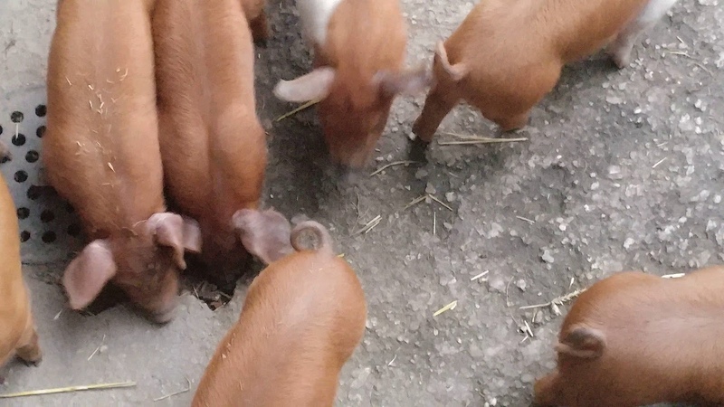 Geburt der Ferkel in Herne