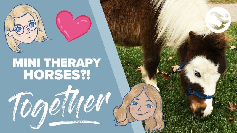 Mini Therapy Horses , TOGETHER by Star Stable, Episode