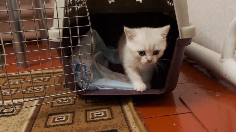 Памятка для хозяев котят. Котёнок маленький размером с ладонь. Завести котенка. Купила котенка что делать. Что надо для котенка.