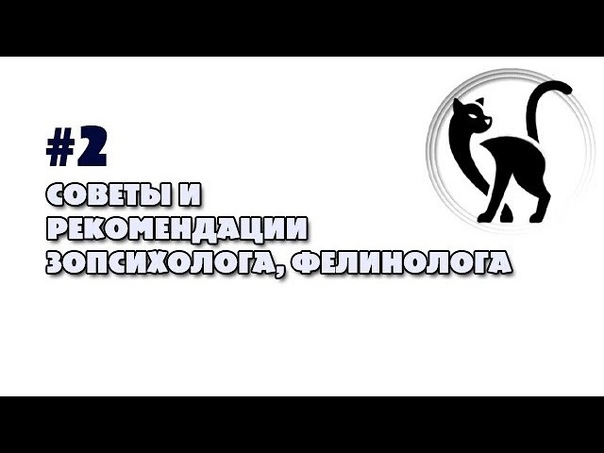 2 Уход и содержание кошек. Советы