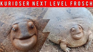 Kurioser Riesenfrosch könnte nächste Evolutionsstufe darstellen